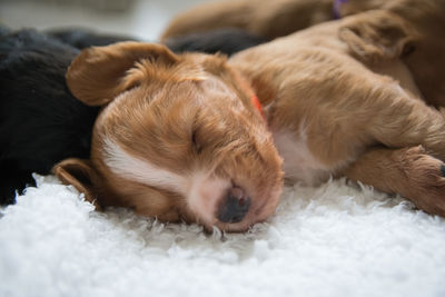 Close-up of puppy sleeping on floor