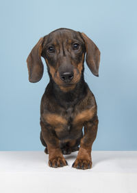 Portrait of dog sitting against white background