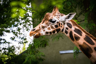 Close up view of a giraffe eating plants against out of focus background