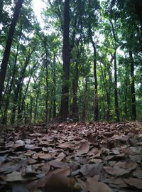 Trees in forest