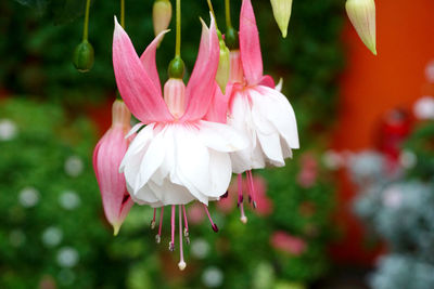 Close-up of pink flowering plant in park