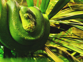 Close-up of green leaves