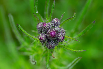 Close-up of purple flower buds