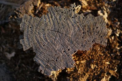 Close-up of dry leaf on land