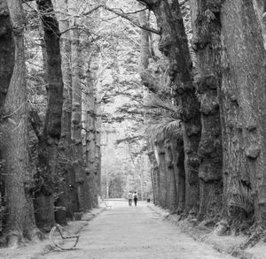 Man walking on road along trees in forest