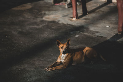 High angle view of dog on footpath