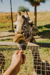 Close-up of hand feeding the love of my day.  ok maybe the month.  handsome outgoing  baby giraffe.