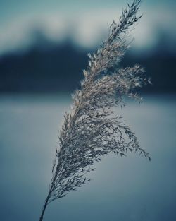 Close-up of snow on plant against sky