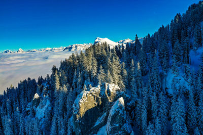 Panoramic view of pine trees on snowcapped mountain against sky