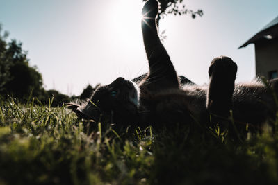 grass