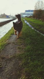 Dog walking on grass by water against sky