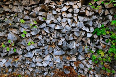 Full frame shot of tree trunk in forest