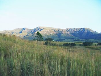 Scenic view of grassy field against sky