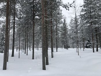 Trees on snow covered field in forest