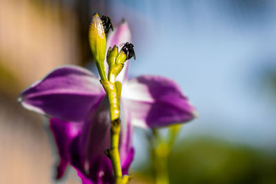 Close-up of honey bee on purple flower