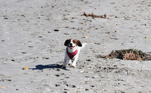 Full length of dog on beach