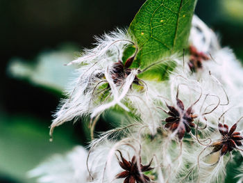 Close-up of flower