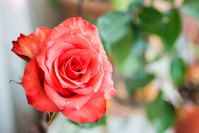 Fresh red rose bud in water drops on a blurred background of green leaves. floral lifestyle