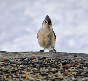 Close-up of bird perching against sky