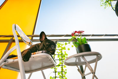 View of french bulldog dog on foldable chair and  table in balcony against clear sky