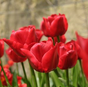 Close-up of red tulips on field