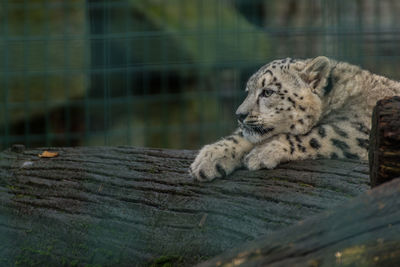 Cat resting in a zoo