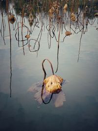 Plant hanging on tree by lake against sky