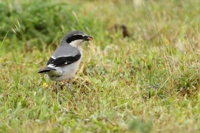 Close-up of bird on grass