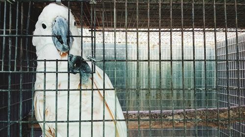 Birds perching in cage