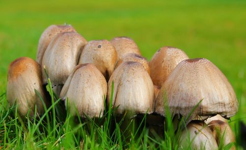 Close-up of mushrooms on field