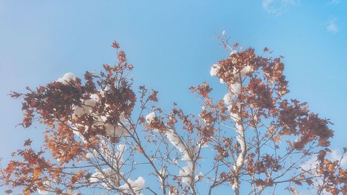 Low angle view of tree against blue sky