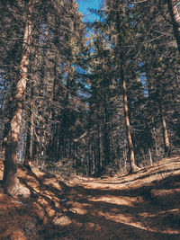 View of trees in forest during autumn