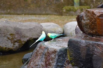 Close-up of bird on rock by water