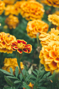 Close-up of marigold flowers blooming outdoors