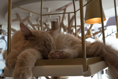 Cat sleeping on decoration hanging at home
