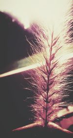 View of tree against sky