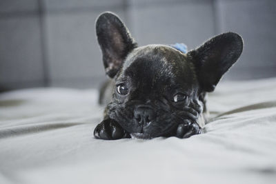 Close-up portrait of dog on bed