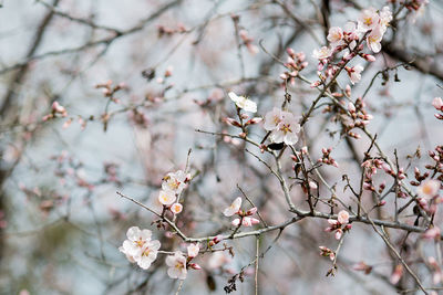 Apple blossoms in spring