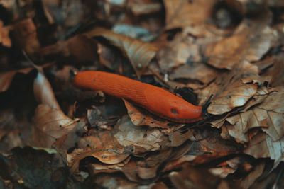 High angle view of orange leaves on field