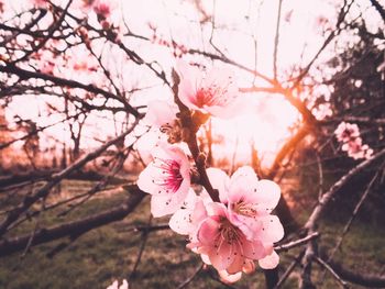 Close-up of pink cherry blossoms in spring