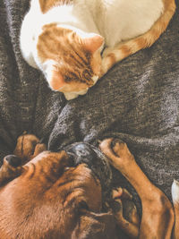 High angle view of cat sleeping