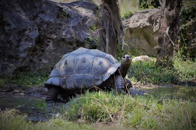 View of turtle on rock