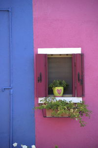 Close-up of potted plant