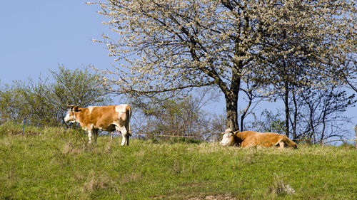 Cows grazing in a field