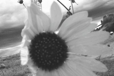 Close-up of flowers blooming outdoors