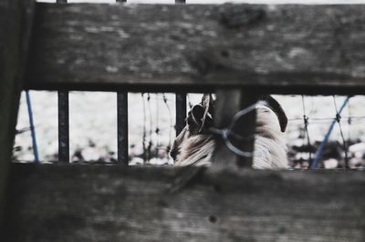 Close-up of bird against sky
