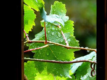 Close-up of wet plant leaves