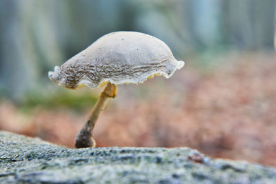 Close-up of mushroom growing on rock