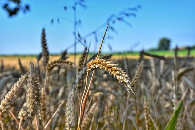 Close-up of stalks in field