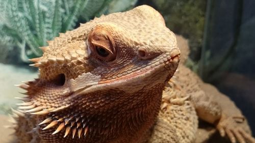 Close-up of lizard